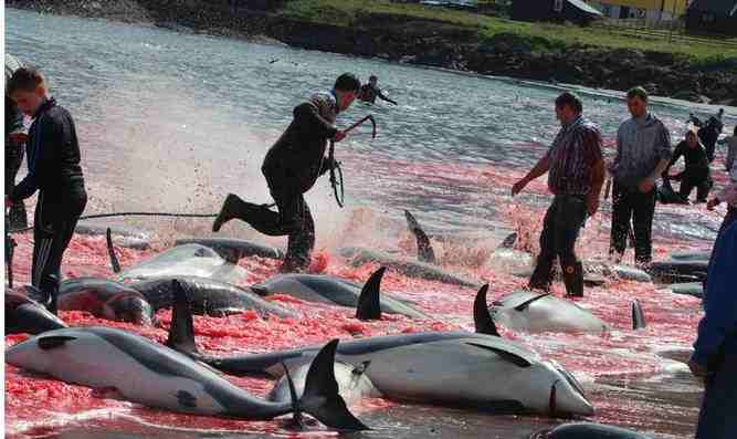 Picture of dolphins being killed
